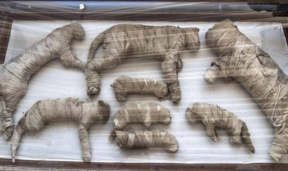باحثون يفكّون “رقميًا” أغطية مومياوات حيوانات مصرية قديمة بالفحص الثلاثي