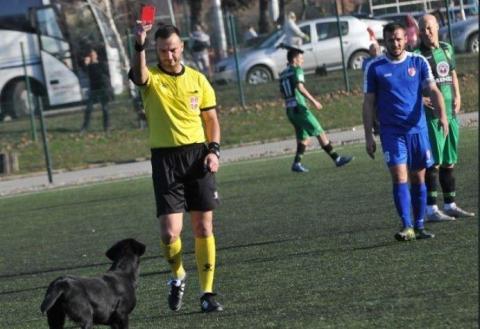 حكم يشهر البطاقة الحمراء لكلب اقتحم ملعب المباراة في صربيا