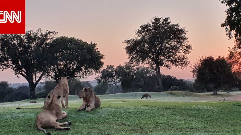 هل تجرؤ على لعب الغولف بجنوب أفريقيا بين الحيوانات الخمسة الكبار؟