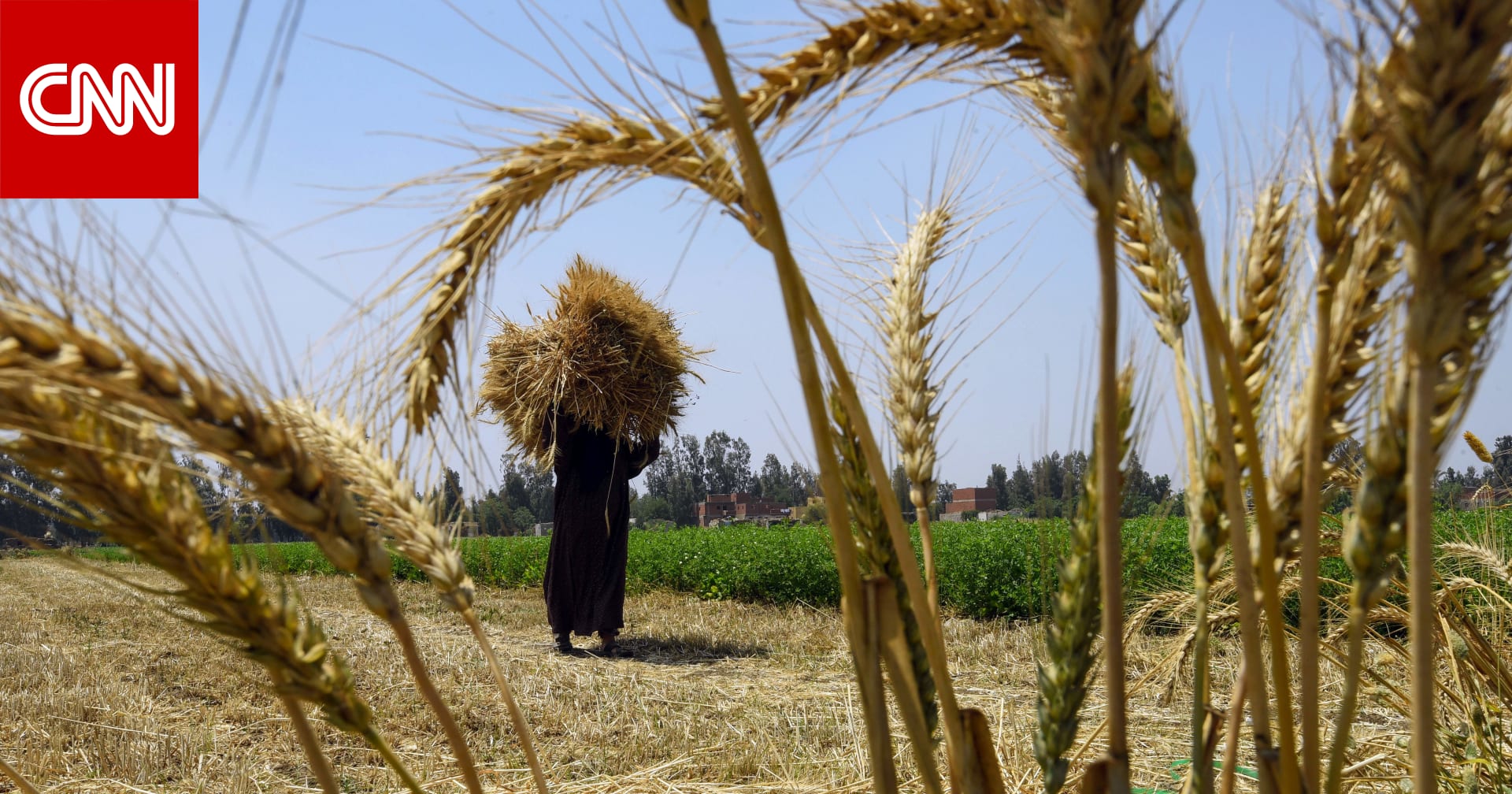 ما تداعيات الأزمة الأوكرانية على مصر؟.. خبراء يجيبون