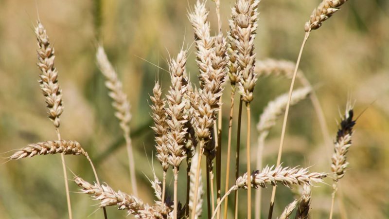 Suite à la guerre Russie-Ukraine, les cours de blé au plus haut niveau depuis octobre 2012 – Univers News