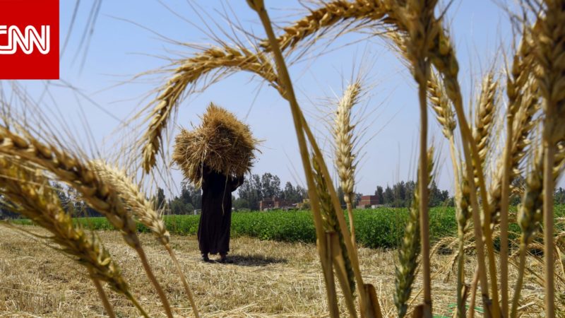 مصر تتجه للسوق المحلي لتعويض القمح الروسي والأوكراني.. ومزارعون يطالبون برفع السعر