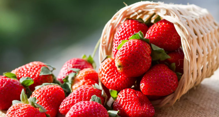 Campagne De Fraises Au Cap Bon: Baisse De La Production De 23%!