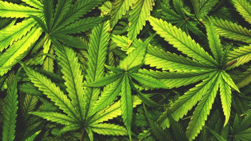 Démarrage de la culture du cannabis – Univers News