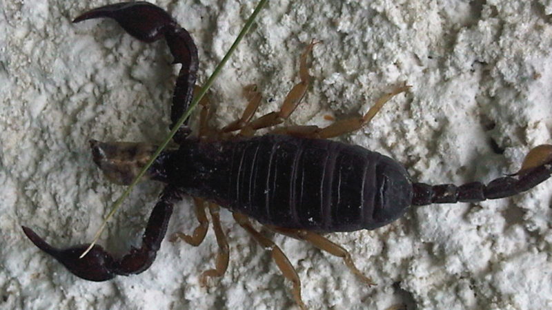 Un enfant succombe à la morsure d’un scorpion – Univers News