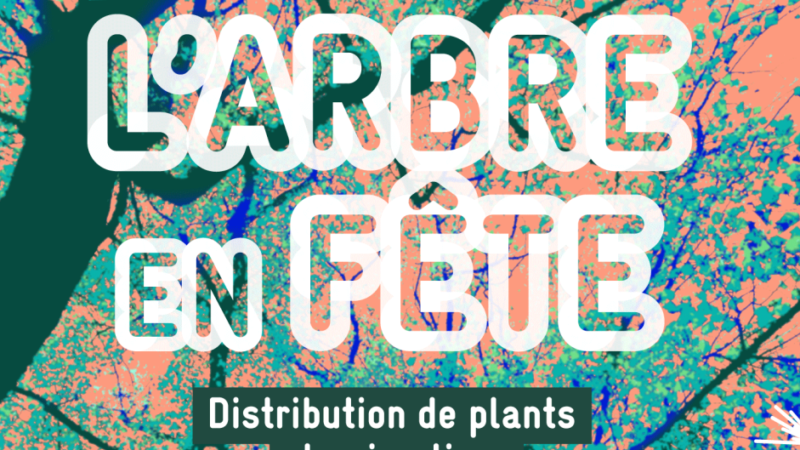 Fête de l’arbre: Plantation de 911.183 plants forestiers à Kairouan